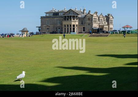 Eine Möwe auf dem Fairway 18. des Old Course, St Andrews, Schottland Stockfoto