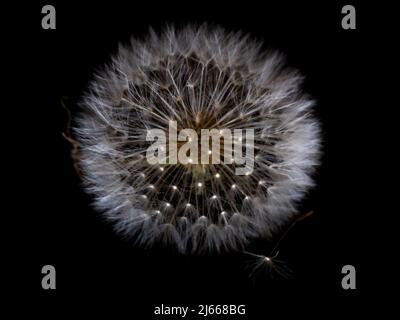 Nahaufnahme eines Löwenzahn mit Samen bereit zu fliegen Getragen vom Wind auf schwarzem Hintergrund Stockfoto