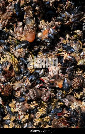 Gänseschnepfeln, die als Perceves bezeichnet werden. Berühmte Meeresfrüchte aus der Familie der Krebstiere Stockfoto