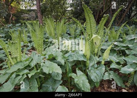 Straussfarn (Matteucia struthiopteris) und Aronstab (Arum maculatum), Emsland, Niedersachsen, Deutschland Stockfoto