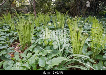 Straussfarn (Matteucia struthiopteris) und Aronstab (Arum maculatum), Emsland, Niedersachsen, Deutschland Stockfoto