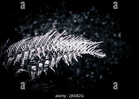 Blätter eines der schönsten Farne, bekannt als Alphin-Holzfarn. Blätter isoliert mit schwarzem Hintergrund. Stockfoto