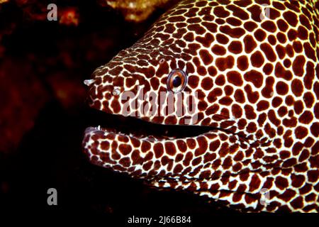 Nahnahe einer großen Netzmuraene (Gymnothorax favagineus) die im Riff lauert, Strasse Hormus, Arabische Halbinsel, Oman, Golf von Oman Stockfoto