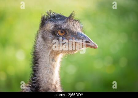 Großer EMU (Dromaius novaehollandiae), Portraet, Captive, Llubi, Mallorca, Spanien Stockfoto