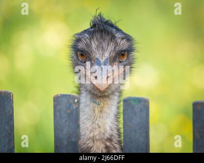 Großer EMU (Dromaius novaehollandiae) schaut ueber Zaun, Portraet, Captive, Llubi, Mallorca, Spanien Stockfoto