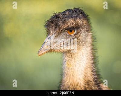 Großer EMU (Dromaius novaehollandiae), Portraet, Captive, Llubi, Mallorca, Spanien Stockfoto