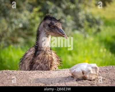 Großer EMU (Dromaius novaehollandiae) schaut ueber Mauer, Portraet, captiveLlubi, Mallorca, Spanien Stockfoto