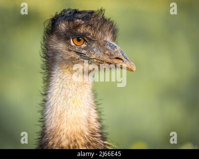 Großer EMU (Dromaius novaehollandiae), Portraet, Captive, Llubi, Mallorca, Spanien Stockfoto