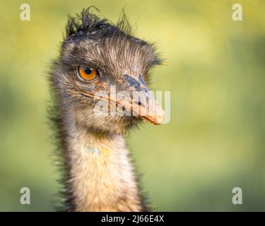 Großer EMU (Dromaius novaehollandiae), Portraet, Captive, Llubi, Mallorca, Spanien Stockfoto