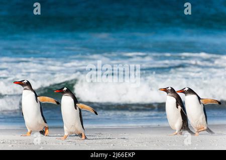 Eselspinguine (Pygoscelis papua) am Strand von Volunteer Point, Ost-Falklandinseln Stockfoto