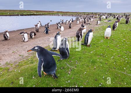 Eselspinguin (Pygoscelis papua), Kolonie auf Sealion Island, Falklandinseln Stockfoto