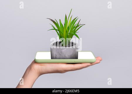 Bild von Arm hält kleine grüne frische Blume in Topf wächst aus Smartphone-Telefon Touchscreen-Display moderne futuristische holografische Web Stockfoto