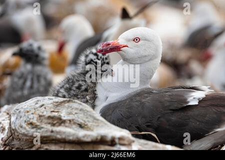 Blutschnabelmoeve (Leucophäus scoresbii) mit Küken, Sealion Island, Falklandinseln Stockfoto