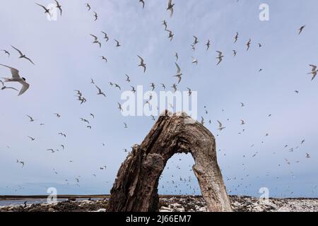 Küstenseeeeschwalben (Sterna paradiesaea), Sealion Island, Falklandinseln Stockfoto