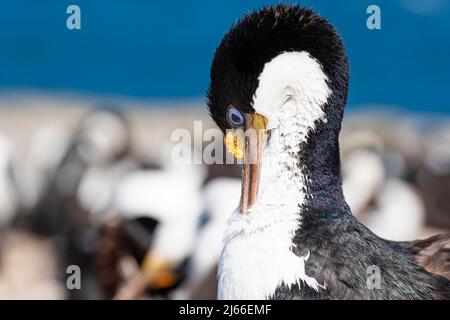 Koenigskormoran (Phalacrocorax albiventer), Sealion Island, Falklandinseln Stockfoto