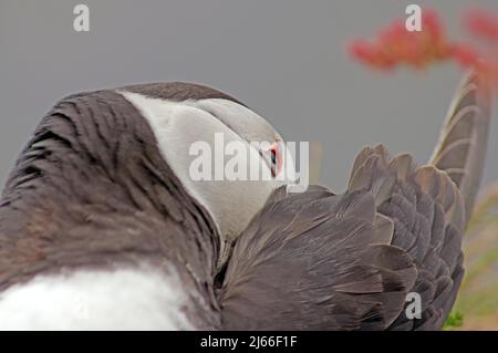 Papageitaucher bei Fiederpflege, Latrabjarg, Island Stockfoto