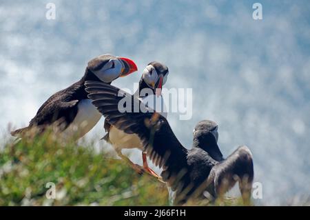 Drei Papageitaucher, Bruchlandung, Latrabjarg, Insel Stockfoto