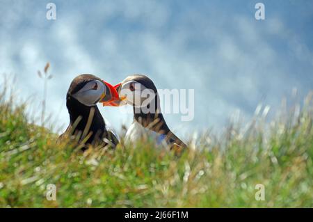 Zwei Papageientaucher sitzen Schnabel an Schnabel, Latrabjarg, Island Stockfoto