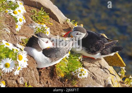 Papageitaucher zwischen blauen Blumen auf einer Felsklippe, Latrabjarg, Island Stockfoto