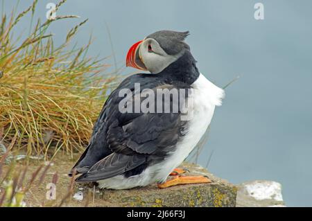 Papageientaucher mit vom Wind zerzausten Feeder, Latrabjarg, Island Stockfoto