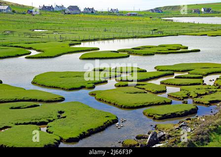 Gezeitenlandschaft mit Grasinseln und Wasserarmen, Schafe und voegel, Isle of Harris, Hebriden, Schottland, Grossbritannien Stockfoto