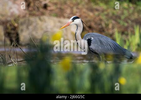 Graureiher (Ardea cinerea) auf Beutesuche, Hessen, Deutschland Stockfoto