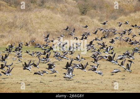 Weißwangengaense (Branta leucopsis) und Ringelgaense (Branta bernicla), Nationalpark Wattenmeer, Juist, Toewerland, Ostfriesische Insel Stockfoto