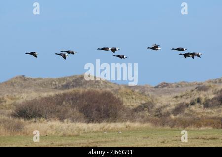 Ringelgaense (Branta bernicla), Nationalpark Wattenmeer, Juist, Toewerland, Ostfriesische Insel, Ostfriesland, Nordsee, Niedersachsen, Deutschland Stockfoto