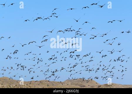 Weißwangengaense (Branta leucopsis) und Ringelgaense (Branta bernicla), Nationalpark Wattenmeer, Juist, Toewerland, Ostfriesische Insel Stockfoto