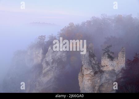 Ruine gebrochen Gutenstein im Nebel, Fels, Mischwald in Herbstfaerbung, Buchengeweechse (Fagaceae), Inzigkofen, Gutenstein, Naturpark Obere Donau Stockfoto