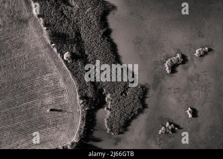 Drohnenaufnahme, Sepiafarben, Schilfguertel am Ufer des Wolfgangsee bei Strobl am Wolfgangsee, Salzkammergut, Land Salzburg, Oesterreich Stockfoto