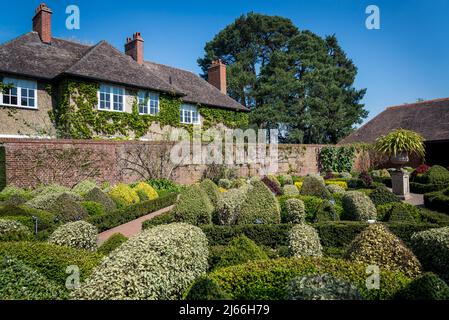 Der Knotengarten mit Topiarbäumen im Walled Garden in Wisley RHS Garden, Surrey, England, Großbritannien Stockfoto