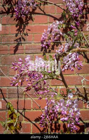 Wisteria brachybotrys 'Showa-beni' Stockfoto