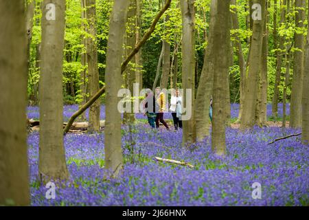 Chorleywood, Großbritannien. 28. April 2022. Wetter in Großbritannien: Eine Gruppe von Spaziergängern steht auf einem Pfad zwischen den einheimischen Bluebells (Hyacinthoides non-scripta), die in Philipshill Wood bei Chorleywood blühen, vor dem Wochenende der Bankfeiertage im Mai. In diesem Jahr wurden vom Woodland Trust auf beiden Seiten der Wege Baumstämme und Äste angelegt, um Menschen und Hunde davon abzuhalten, die zarten Blumen mit Füßen zu treten. Der einheimische Bluebell ist unter dem Wildlife and Countryside Act (1981) geschützt, was bedeutet, dass Blumen nicht gepflückt und Zwiebeln nicht gegraben werden können. Kredit: Stephen Chung / Alamy Live Nachrichten Stockfoto