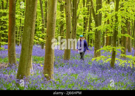 Chorleywood, Großbritannien. 28. April 2022. Wetter in Großbritannien: Eine Frau geht auf einem Pfad zwischen den einheimischen Bluebells (Hyacinthoides non-scripta), die in Philipshill Wood bei Chorleywood blühen, vor dem Wochenende der Bankfeiertage im Mai. In diesem Jahr wurden vom Woodland Trust auf beiden Seiten der Wege Baumstämme und Äste angelegt, um Menschen und Hunde davon abzuhalten, die zarten Blumen mit Füßen zu treten. Der einheimische Bluebell ist unter dem Wildlife and Countryside Act (1981) geschützt, was bedeutet, dass Blumen nicht gepflückt und Zwiebeln nicht gegraben werden können. Kredit: Stephen Chung / Alamy Live Nachrichten Stockfoto