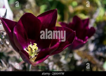 Dunkelrote burgunderrote Tulpe Stockfoto