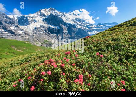 Jungfrau mit Alpenrosen, Berner Oberland, Schweiz Stockfoto