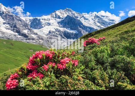 Jungfrau mit Alpenrosen, Berner Oberland, Schweiz Stockfoto