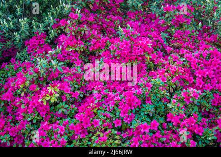 Rhododendron 'Eichhörnchen', Zwerg immergrüne Azaleen Stockfoto