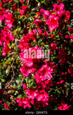 Rhododendron „Vuyk’s Scarlet“ Stockfoto