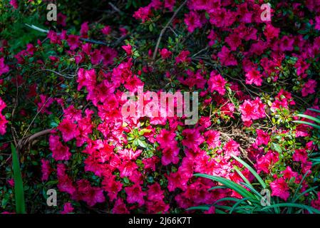 Rhododendron „Vuyk’s Scarlet“ Stockfoto