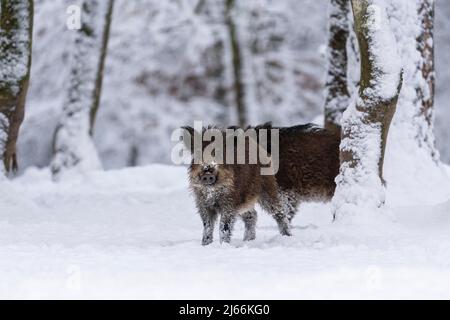 Wildschwein (Sus scrofa), im Winter bei geschlossener Schneeecke, Vulkaneifel, Rheinland-Pfalz, Deutschland Stockfoto