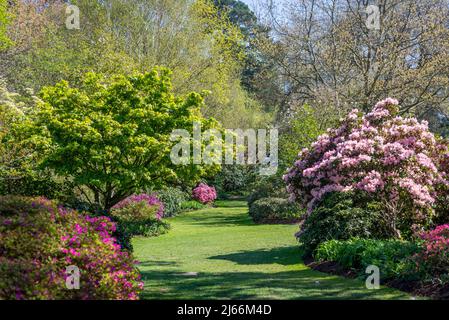 Azaleen blühen im Frühling in Battleston Hill, Wisley Garden, Surrey, England, Großbritannien Stockfoto