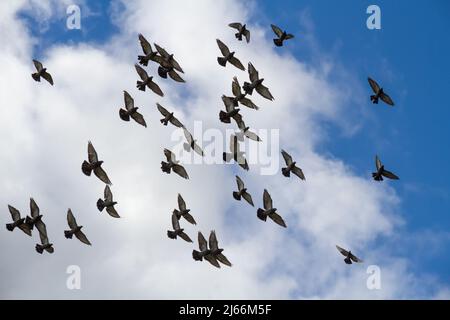 Riesige Taubenschar im Flug. Stockfoto