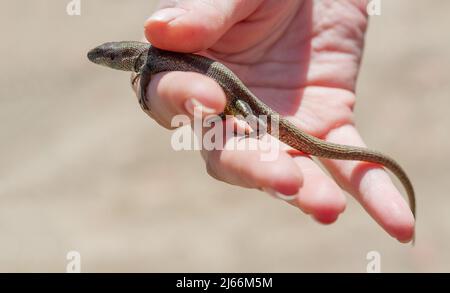 Kleine flinke Eidechse in einer menschlichen Hand. Stockfoto