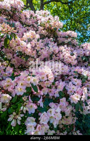 Rosa Azaleen zucken, Rhododendron Stockfoto