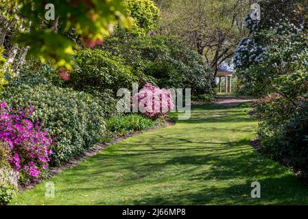 Azaleen blühen im Frühling in Battleston Hill, Wisley Garden, Surrey, England, Großbritannien Stockfoto