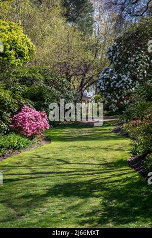 Azaleen blühen im Frühling in Battleston Hill, Wisley Garden, Surrey, England, Großbritannien Stockfoto