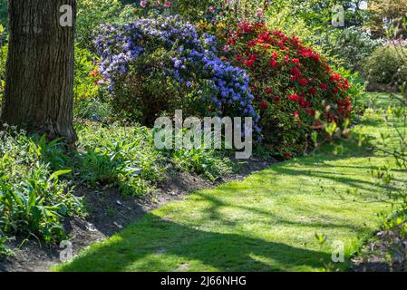 Azaleen blühen im Frühling in Battleston Hill, Wisley Garden, Surrey, England, Großbritannien Stockfoto