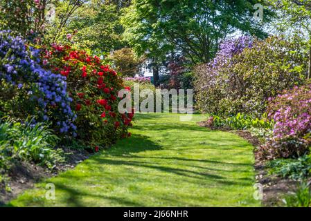 Azaleen blühen im Frühling in Battleston Hill, Wisley Garden, Surrey, England, Großbritannien Stockfoto